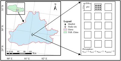 Heavy Grazing Altered the Biodiversity–Productivity Relationship of Alpine Grasslands in Lhasa River Valley, Tibet